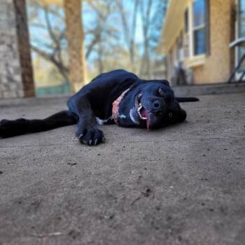 Rescue Labrador Retriever Dogs for Adoption in Denison, Texas - Maggie | PetCurious