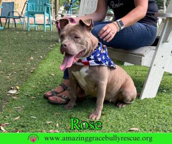 Pit Bull Terrier Dogs Available for Adoption in Pensacola, Florida - Rose | PetCurious