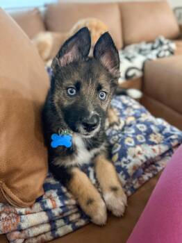 Australian Shepherd and Husky Dogs Available for Adoption - Yuri | PetCurious