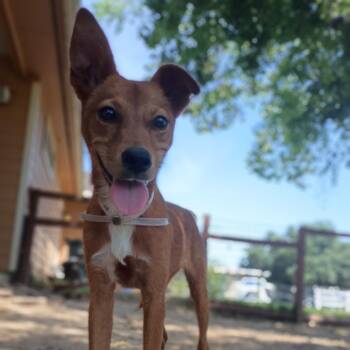 Veronica -  Miniature Pinscher and Chihuahua Dog for Adoption in Houston, Texas - Veronica | PetCurious