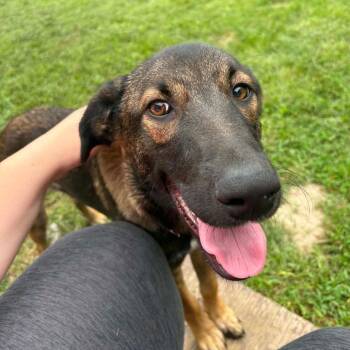 Aya -  Mixed Breed Dog for Adoption in Dekalb, Illinois - Aya | PetCurious