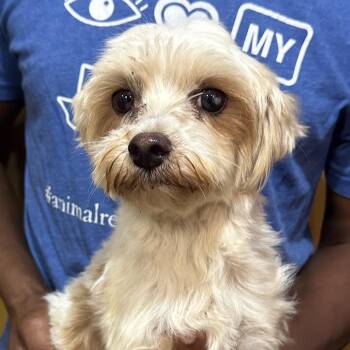 Flower - Local July 10-12 -  Poodle and Rat Terrier Dog for Adoption in Brookshire, Texas - Flower - Local July 10-12 | PetCurious