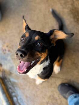 Bennett -  Mixed Breed Dog for Adoption in Leitchfield, Kentucky - Bennett | PetCurious
