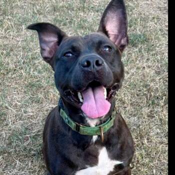 Rescue Labrador Retriever and American Staffordshire Terrier Dogs for Adoption in Richmond, Texas - TINA | PetCurious