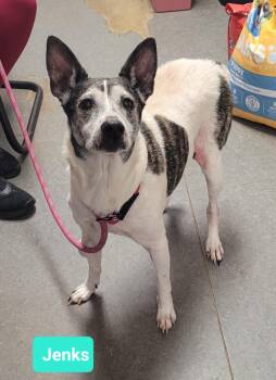 Rescue Rat Terrier Dogs for Adoption in Richmond, Indiana - Jenks | PetCurious