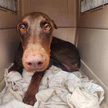 Guava -  Doberman Pinscher and Mixed Breed Dog for Adoption in Austin, Texas - Guava | PetCurious