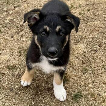 German Shepherd Dog and Border Collie Dogs Available for Adoption in Mead, Colorado - Kendrick | PetCurious
