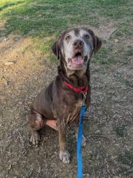 Mixed Breed Dogs Available for Adoption in Fairfax, Virginia - Rocky Road | PetCurious