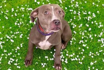 DELILAH -  Labrador Retriever and Mixed Breed Dog for Adoption in Fort Lauderdale, Florida - DELILAH | PetCurious