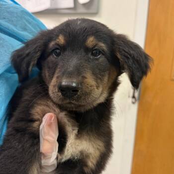 Wanda Maxioff -  Mixed Breed Dog for Adoption in Charleston, West Virginia - Wanda Maxioff | PetCurious