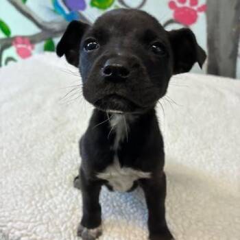 Terrier and Collie Dogs Available for Adoption - Olive | PetCurious