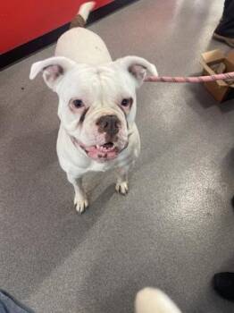 Capri -  Mixed Breed Dog for Adoption in West Chester, Pennsylvania - Capri | PetCurious