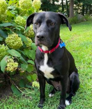 Ender -  Labrador Retriever Dog for Adoption in Chelmsford, Massachusetts - Ender | PetCurious