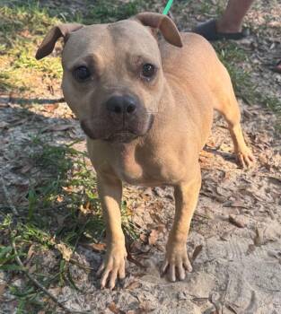 Rescue Pit Bull Terrier Dogs for Adoption in Troy, Alabama - Luna | PetCurious