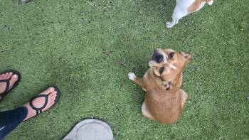 French Bulldog Dogs Available for Adoption in Mary Esther, Florida - Suki  | PetCurious