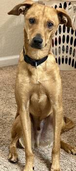 Rescue Mixed Breed Dogs for Adoption in Statesboro, Georgia - Snug | PetCurious