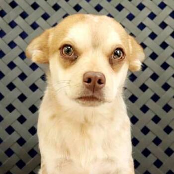 Chihuahua and Australian Cattle Dog Blue Heeler Dogs Available for Adoption - Lightning Bug | PetCurious