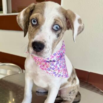 Delilah -  Catahoula Leopard Dog Dog for Adoption in Krum, Texas - Delilah | PetCurious