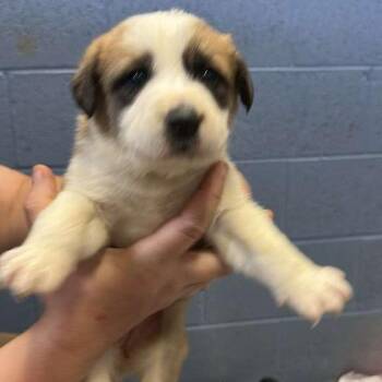 Mixed Breed Dogs Available for Adoption in Gadsden, Alabama - Asia | PetCurious