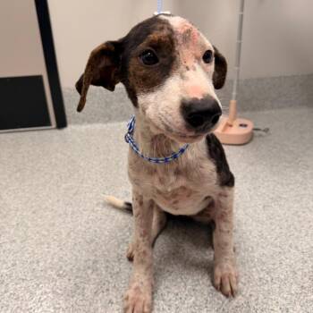 Caroline -  Hound and Mixed Breed Dog for Adoption in Greenville, South Carolina - Caroline | PetCurious