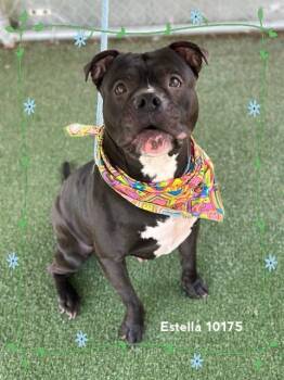 Rescue Pit Bull Terrier Dogs for Adoption in Marietta, Georgia - ESTELLA | PetCurious