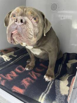 RICHIE -  American Bulldog Dog for Adoption in Palmetto, Florida - RICHIE | PetCurious