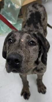 Astro Boi -  Great Dane and Mixed Breed Dog for Adoption in Savannah, Georgia - Astro Boi | PetCurious