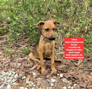 Dutch Shepherd Dogs Available for Adoption - Tattoo | PetCurious