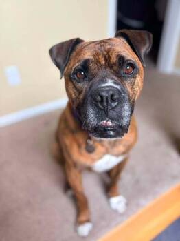 Woody -  Boxer Dog for Adoption in Denver, Colorado - Woody | PetCurious