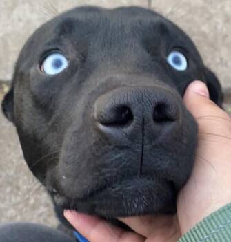 Labrador Retriever Dogs Available for Adoption - Sinatra | PetCurious