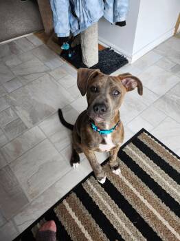 American Bulldog and Boxer Dogs Available for Adoption in Appin, Ontario - Oscar | PetCurious