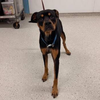 Chico -  Rottweiler and Doberman Pinscher Dog for Adoption in Indianapolis, Indiana - Chico | PetCurious