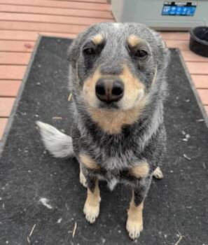 Australian Cattle Dog Blue Heeler Dogs Available for Adoption - Cherry | PetCurious