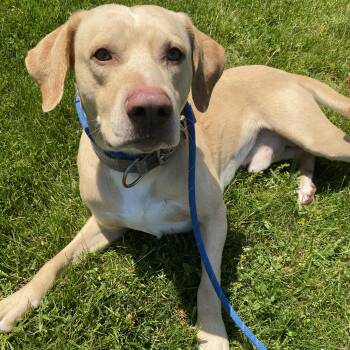 Chase -  Labrador Retriever Dog for Adoption in Allegan, Michigan - Chase | PetCurious