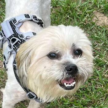 Sammy (20260603-01) -  Shih Tzu Dog Available for Adoption in Niagara Falls, Ontario - Sammy (20260603-01) | PetCurious