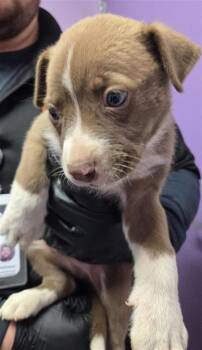 61047317 -  Mixed Breed Dog for Adoption in El Paso, Texas - 61047317 | PetCurious