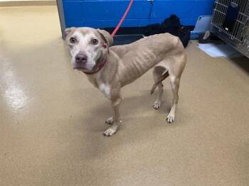 SHORTCAKE -  Beagle and Mixed Breed Dog for Adoption in St. Peters, Missouri - SHORTCAKE | PetCurious