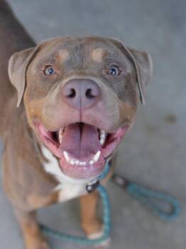 Mixed Breed Dogs Available for Adoption in Chamblee, Georgia - Rembrandt | PetCurious