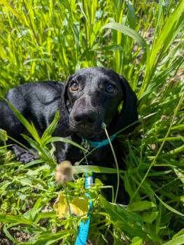 Dill -  Dachshund Dog for Adoption in Clay, New York - Dill | PetCurious
