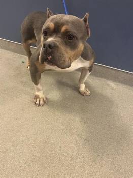 CHLOE -  American Bulldog and Mixed Breed Dog Available for Adoption in Doral, Florida - CHLOE | PetCurious