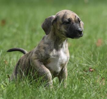 Sully -  Terrier and Boxer Dog for Adoption in Mechanicsburg, Pennsylvania - Sully | PetCurious