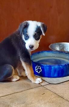 Sprout -  Australian Shepherd and Australian Cattle Dog Blue Heeler Dog for Adoption in Paso Robles, California - Sprout | PetCurious