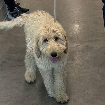 Winnie -  Mixed Breed Dog for Adoption in Hailey, Idaho - Winnie | PetCurious