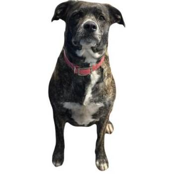 Pit Bull Terrier Dogs Available for Adoption in Red Bluff, California - Babs | PetCurious