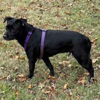 Coco -  Black Labrador Retriever Dog Available for Adoption in Weatherford, Texas - Coco | PetCurious