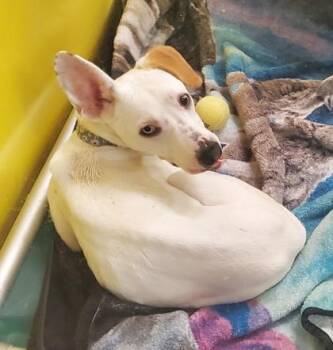 Ian -  Terrier and Mixed Breed Dog for Adoption in Kansas City, Missouri - Ian | PetCurious