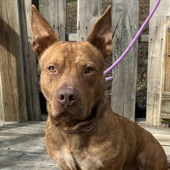 Mixed Breed Dogs Available for Adoption - Biggie Smalls | PetCurious