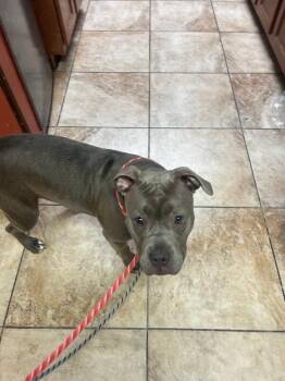 Sunny -  Mixed Breed Dog for Adoption in Cincinnati, Ohio - Sunny | PetCurious