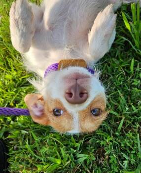 Ellie -  Jack Russell Terrier Dog for Adoption in Disputanta, Virginia - Ellie | PetCurious