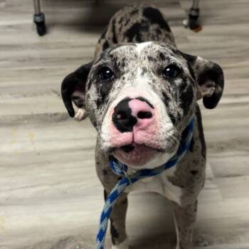 Rescue Terrier Dogs for Adoption in St. Louis, Missouri - Wizard Kelly | PetCurious